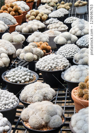 Cactuses in a pot at the nursery. 129696763