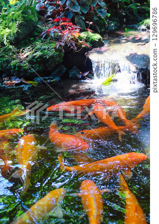 Koi fish swimming in the pond at the Japanese garden Koi fish swimming in the pond at the Japanese garden 129696786
