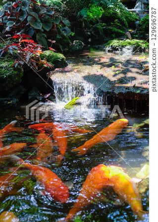Koi fish swimming in the pond at the Japanese garden 129696787