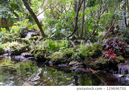 Koi fish swimming in the pond at the Japanese garden 129696788