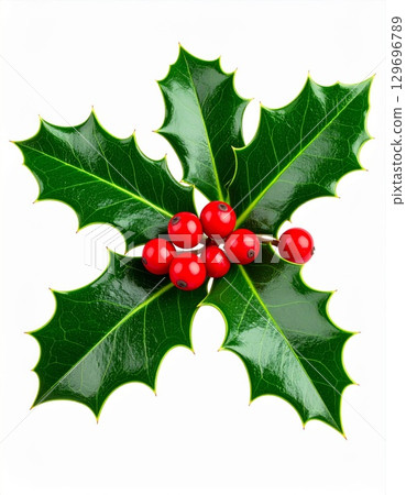 Bright Red Berries and Green Leaves of a Holly Plant on White Background 129696789