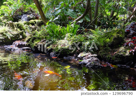 Koi fish swimming in the pond at the Japanese garden 129696790