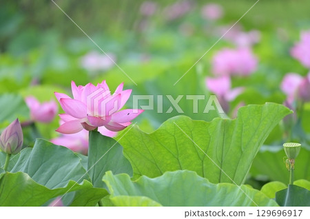 Landscape with lotus flowers 129696917