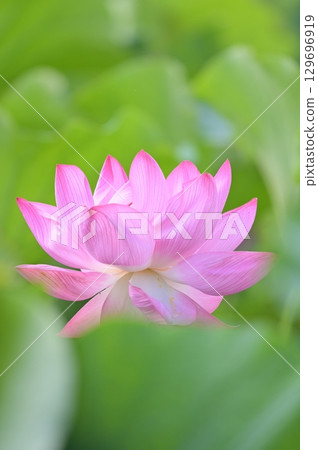beautiful pink lotus flower 129696919