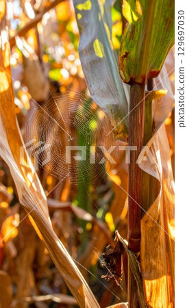 Golden Corn Stalk and Spiderweb with Dew Drops in Sunlight on a Farm Field Golden Corn Stalk and Spiderweb with Dew Drops in Sunlight on a Farm Field 129697030
