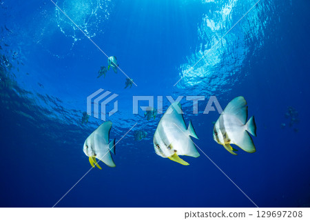 飛魚，小笠原，東京 129697208