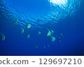 Flying fish, Ogasawara, Tokyo 129697210