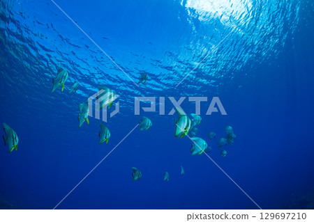 飛魚，小笠原，東京 129697210
