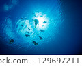 Flying fish, Ogasawara, Tokyo 129697211