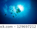 Flying fish, Ogasawara, Tokyo 129697212