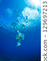 Flying fish, Ogasawara, Tokyo 129697213