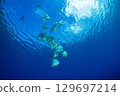 Flying fish, Ogasawara, Tokyo 129697214