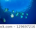 Flying fish, Ogasawara, Tokyo 129697216