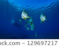 Flying fish, Ogasawara, Tokyo 129697217