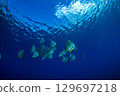 Flying fish, Ogasawara, Tokyo 129697218