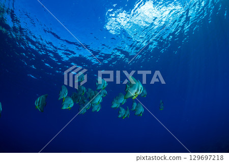飛魚，小笠原，東京 129697218