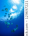 Flying fish, Ogasawara, Tokyo 129697221