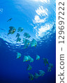 Flying fish, Ogasawara, Tokyo 129697222