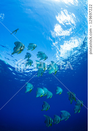 Flying fish, Ogasawara, Tokyo 129697222