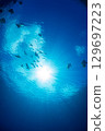Flying fish, Ogasawara, Tokyo 129697223