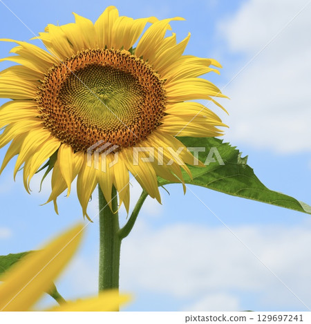 Beautiful vibrant sunflowers blooming in the blue sky in summer 129697241
