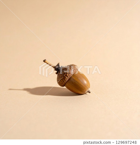 Close Up Studio Shot of Single Brown Acorn on Beige Backdrop with Subtle Shadow 129697248
