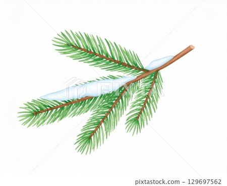 Snowy Green Fir Tree Branch with Frost Against White Background Winter Theme 129697562