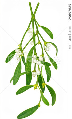 Mistletoe Sprig with White Berries and Green Leaves Hanging on White Background 129697685