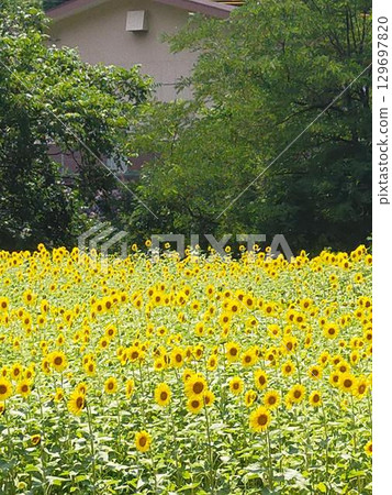 Sunflower, sunflower, summer, happiness, 129697820