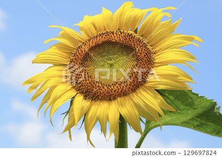 Beautiful vibrant sunflowers blooming in the blue sky in summer Beautiful vibrant sunflowers blooming in the blue sky in summer 129697824