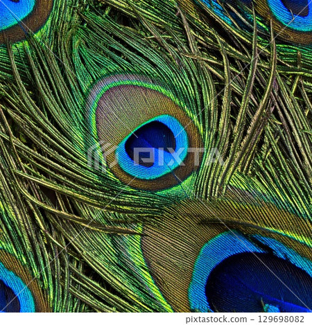 Detailed Peacock Feathers Exhibiting Rich Blue and Green Iridescence in a Full Frame Shot 129698082