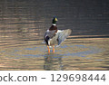 Flying mallard 129698444