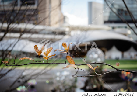Dead branches against the backdrop of modern architecture 129698458