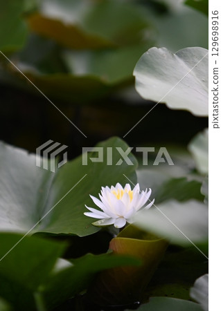 White Lotus Flower White Lotus Flower 129698916