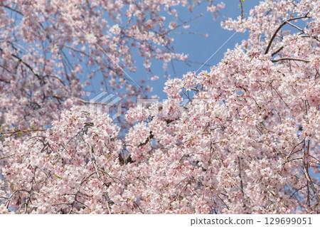 Image of cherry blossoms in the clear sky Image of cherry blossoms in the clear sky 129699051