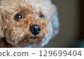 玩具貴賓犬的凝視表情 129699404