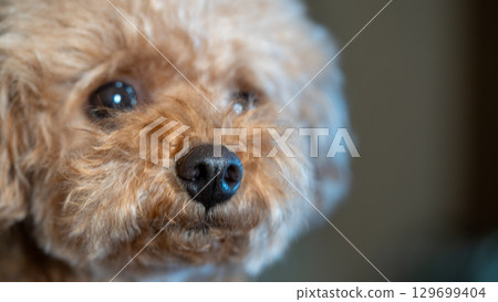 The expression of a staring toy poodle 129699404