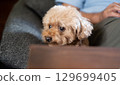 玩具貴賓犬在家的表情 129699405