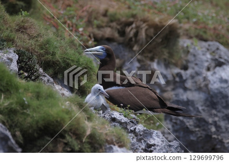 Male gannet and chick Male gannet and chick 129699796
