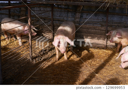Young pigs in rustic pen with straw bedding under sunlight at farm 129699953
