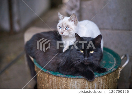 Two cats resting: black and siamese with blue eyes sitting on container outdoors Two cats resting: black and siamese with blue eyes sitting on container outdoors 129700136
