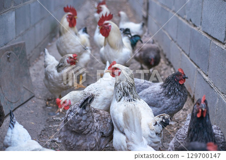 Group of chickens and roosters in a narrow enclosure with concrete walls 129700147