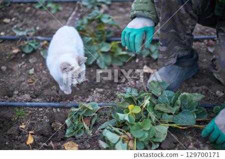 White cat and gardener in camouflage working in vegetable garden with green 129700171