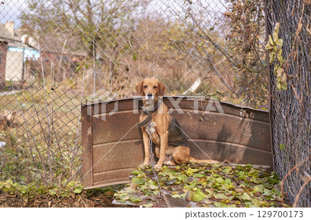Sad beagle on a chain in a rusty yard with metal fence and overgrown plants 129700173