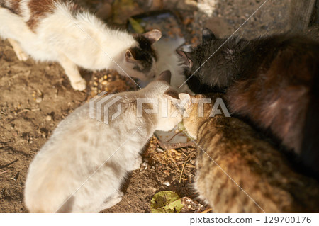 Group of four cats eating together outdoors in sunlit area with natural Group of four cats eating together outdoors in sunlit area with natural 129700176