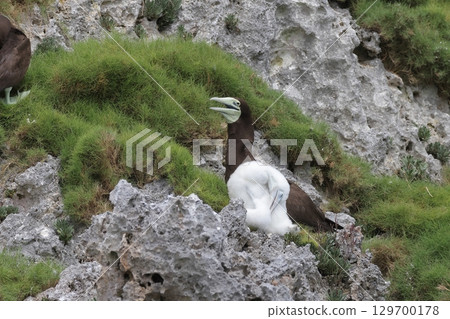 Female gannet and chick Female gannet and chick 129700178