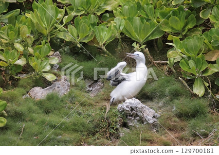A booby chick spreading its wings A booby chick spreading its wings 129700181