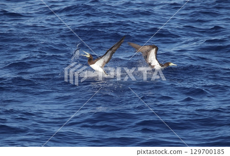 A booby catches a flying fish A booby catches a flying fish 129700185