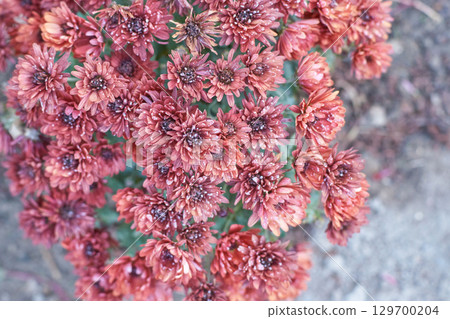Close-up of vibrant blooming red chrysanthemums in full blossom displaying Close-up of vibrant blooming red chrysanthemums in full blossom displaying 129700204