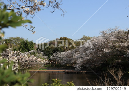 Cherry blossoms blooming in the grounds of Tsurugaoka Hachimangu Shrine in Kamakura 129700249